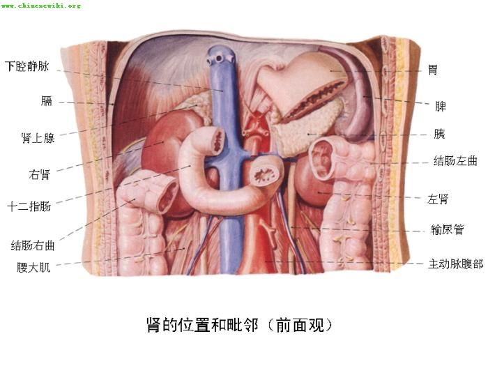 主要包括人体胸腹部内脏器官的分布:肝脏,胆囊,胃,肾,小肠,脾